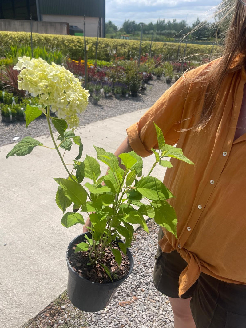 Hydrangea Annabelle 2 Litre Pot