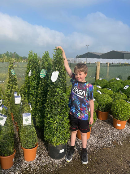 Buxus Cone 15 Litre Pot 100/120cm