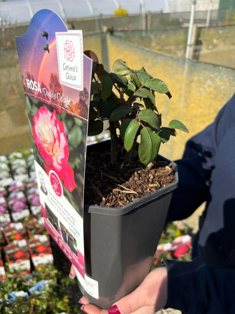 Rose Double Delight 3 Litre Pot