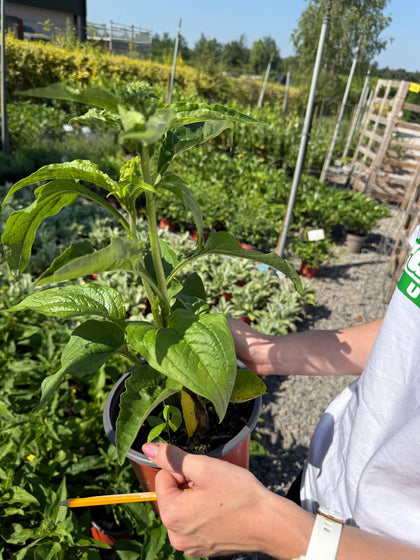 Echinacea Purpurea White 2 Litre Pot