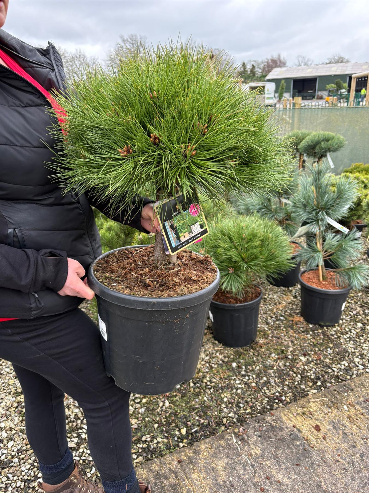 Pinus Nigra Marie Bregeon 18 Litre Pot 20cm Stem