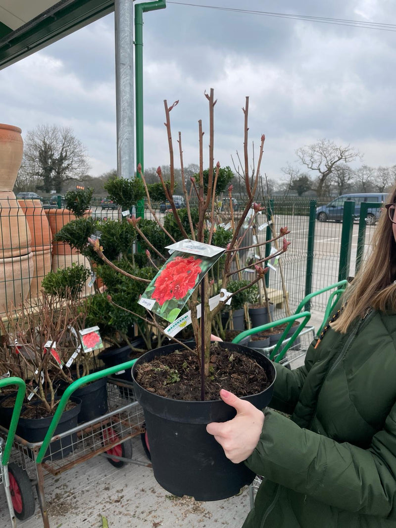 Azalea Koster Brilliant Red 10 Litre Pot