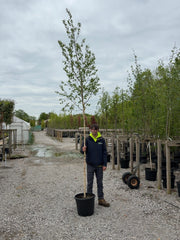 Betula ermanii Holland Feathered 8-10cm Girth Pot Growing Ready-Pre-Order June