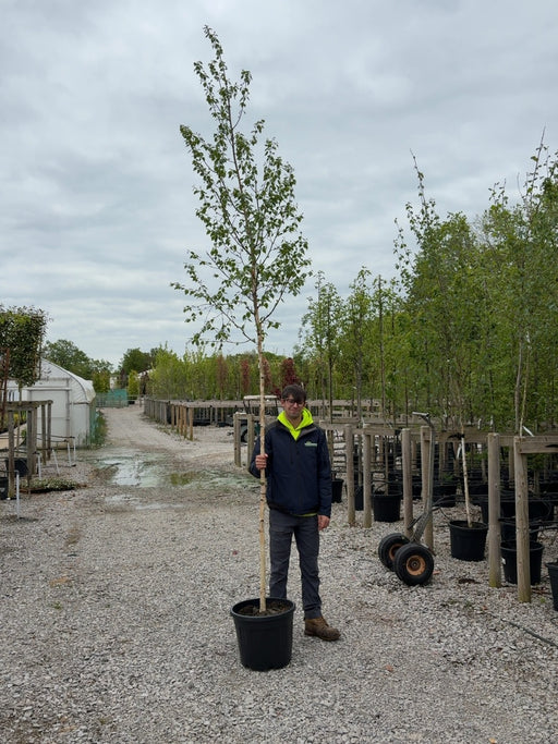 Betula ermanii Holland Feathered 8-10cm Girth Pot Growing Ready-Pre-Order June