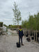 Betula ermanii Holland Feathered 8-10cm Girth Pot Growing Ready-Pre-Order June