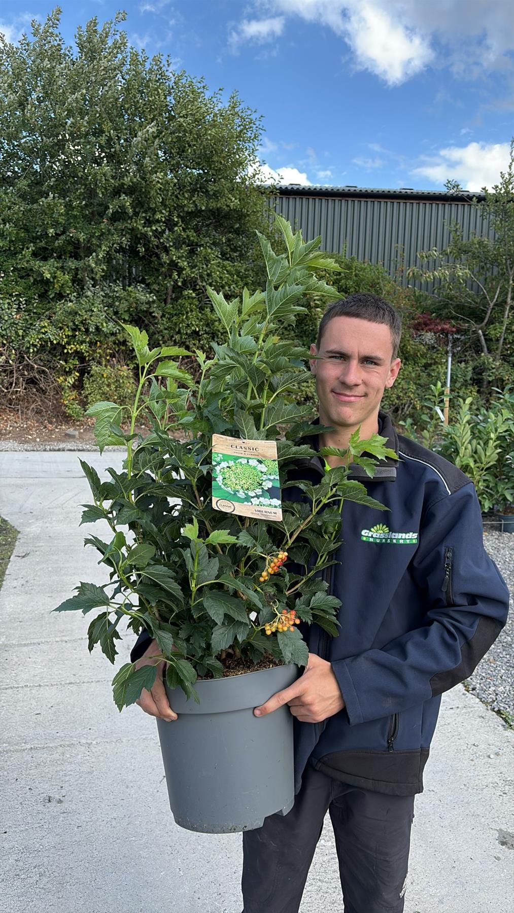 Viburnum Opulus Compactum 12 Litre Pot 50/60cm