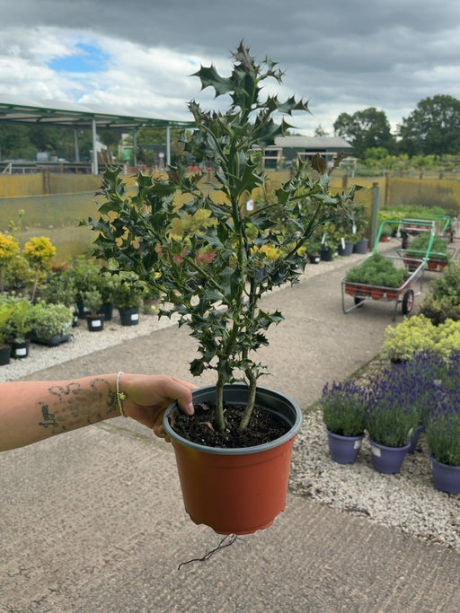 Ilex Aquifolium 2 Litre Pot