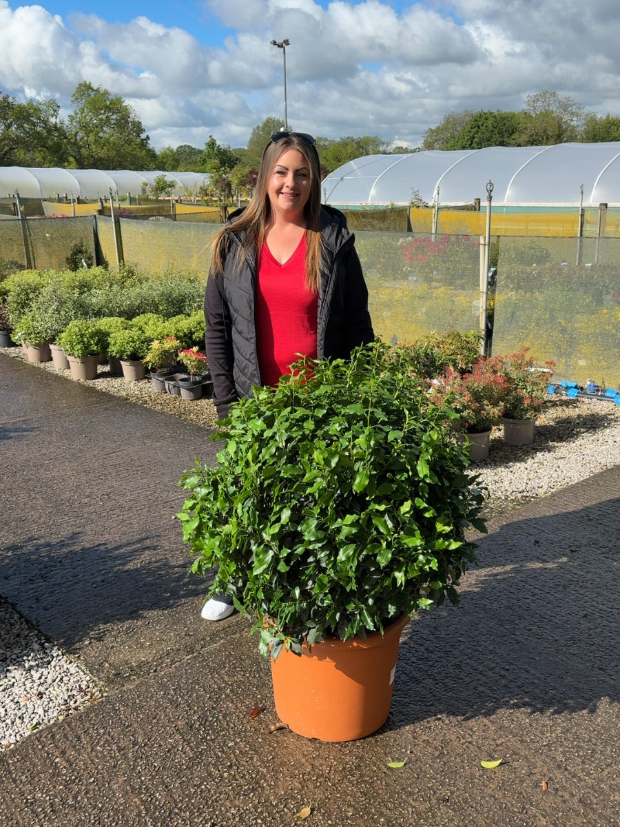 Prunus Lusitanica Angustifolia Topiary Ball 65-70cm 35 Litre Pot