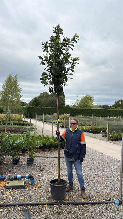 Prunus laurocerasus Novita Standard 30 Litre Pot 8/10 Girth