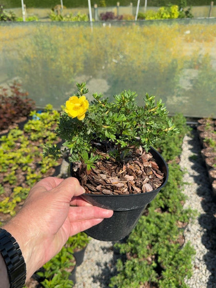 Potentilla fruticosa Double Punch Gold - Shrubby Cinquefoil 3 Litre Pot