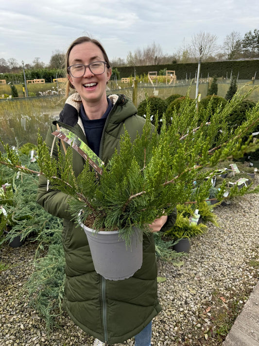 Juniperus Mint Julep 4.5 Litre Pot