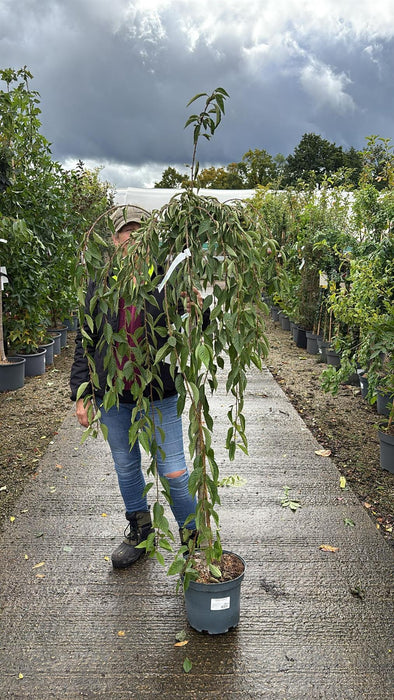 Prunus Snow Fountain Half Standard 10 Litre Pot