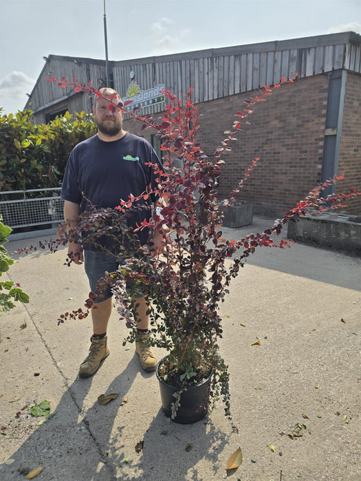 Berberis Ottawensis Superba 20 Litre Pot 125/150cm