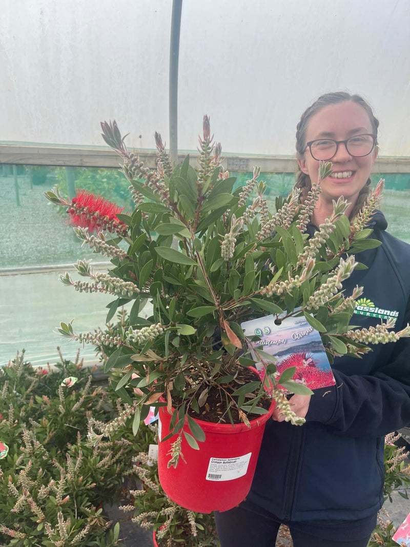Callistemon Splendens 7.5 Litre Pot