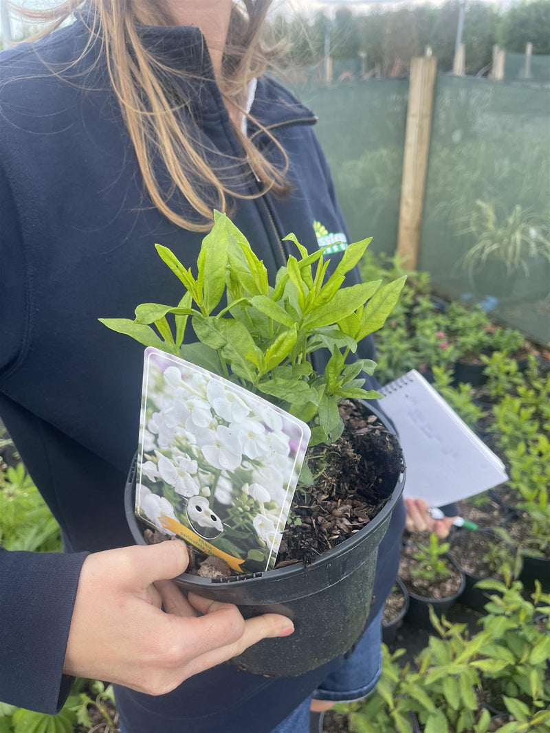 Phlox Danielle 3 Litre Pot