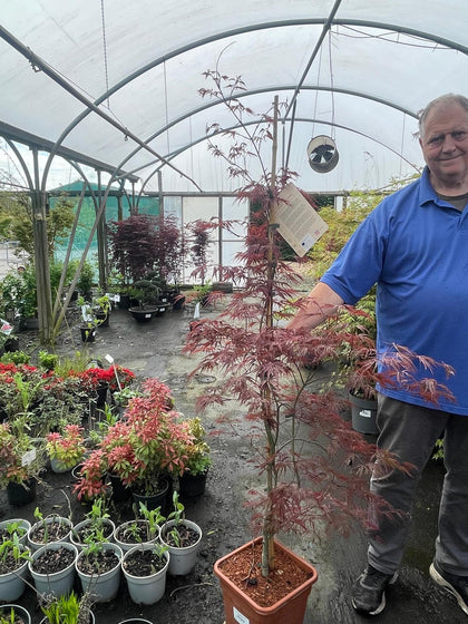 Acer palmatum Inaba Shidare 14 Litre Pot