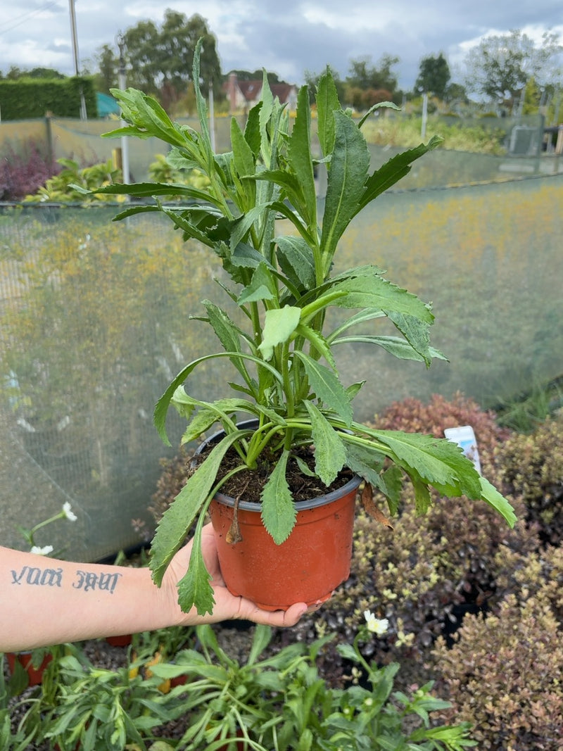 Leucanthemum Wirral Supreme 2 Litre Pot