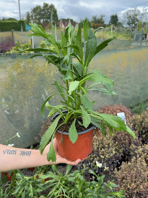 Leucanthemum Wirral Supreme 2 Litre Pot