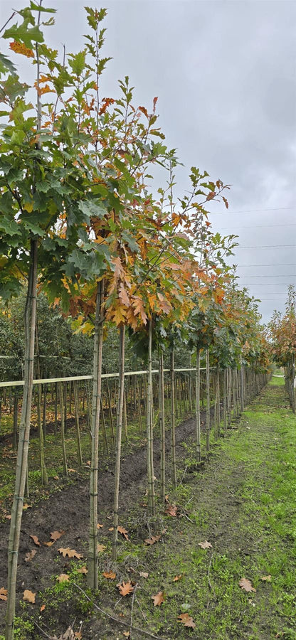 Quercus Palustris Standard 6-8cm Girth
