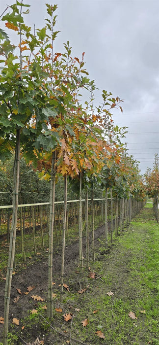 Quercus Palustris Standard 6-8cm Girth Root Ball