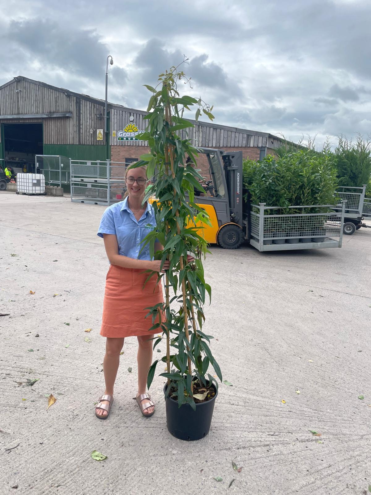 Clematis Armandii 20 Litre Pot 175/200cm Tall