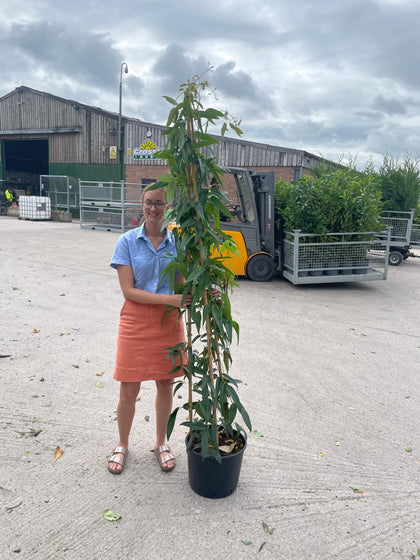 Clematis Armandii 20 Litre Pot 175/200cm Tall