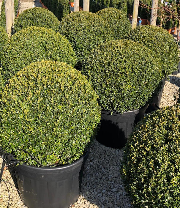 Buxus Ball 110 Litre Pot 80cm Diameter