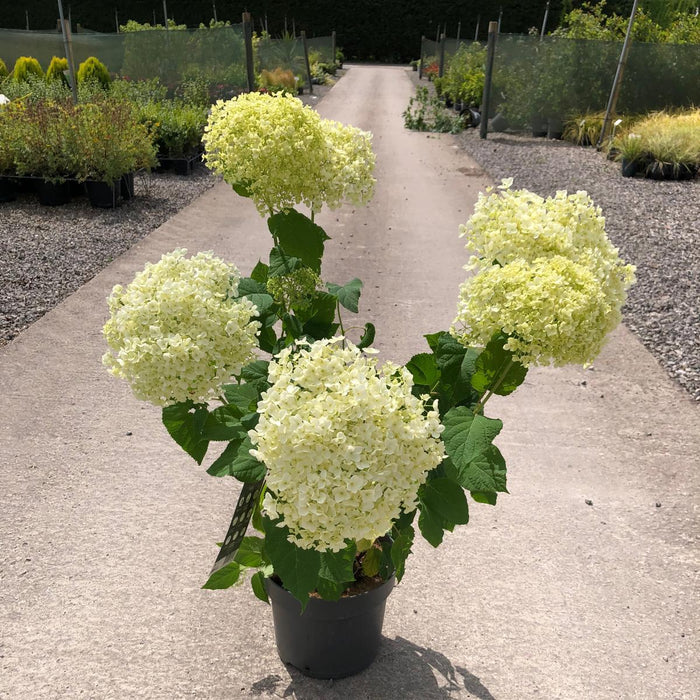 Hydrangea arborescens Annabelle 6 Litre Pot Delivery March
