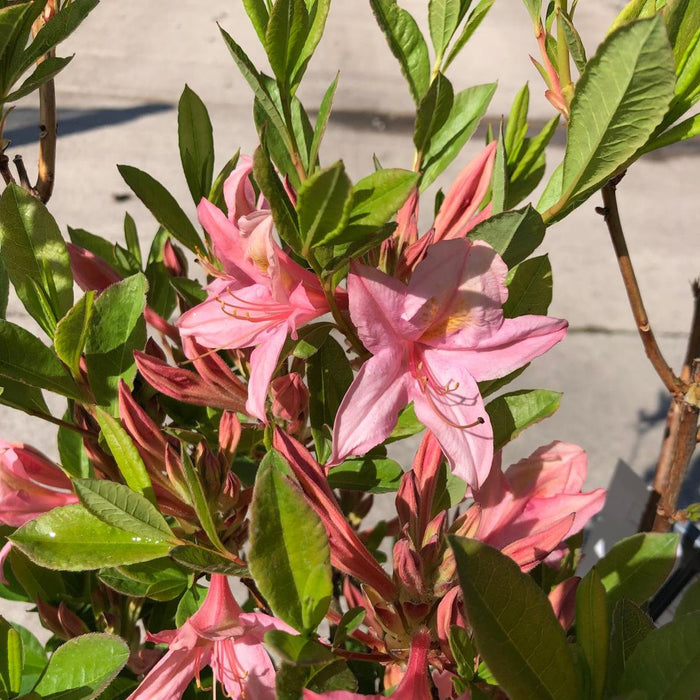 Azalea Lut Soir De Paris 4.5 Litre Pot Delivery March