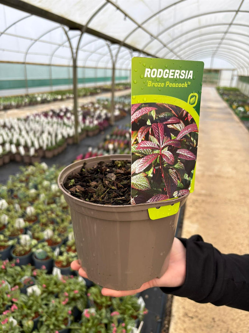 Rodgersia Bronze Peacock 2 Litre Pot