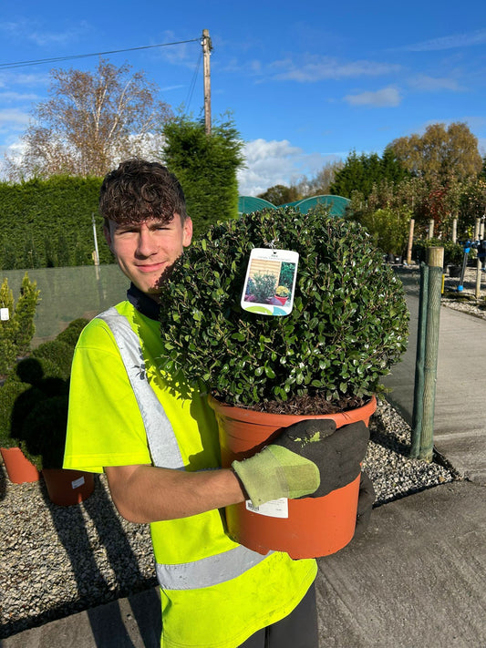 Ilex Crenata Caroline Topiary Ball 25 Litre Pot 50cm