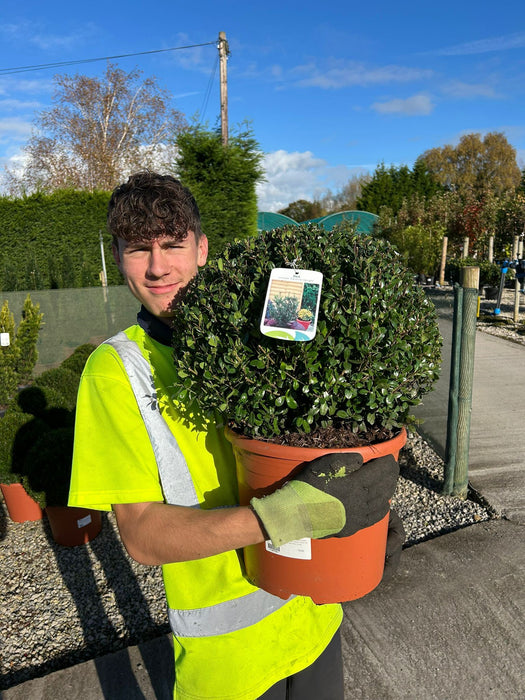 Ilex Crenata Caroline Ball 12 Litre Pot 40cm