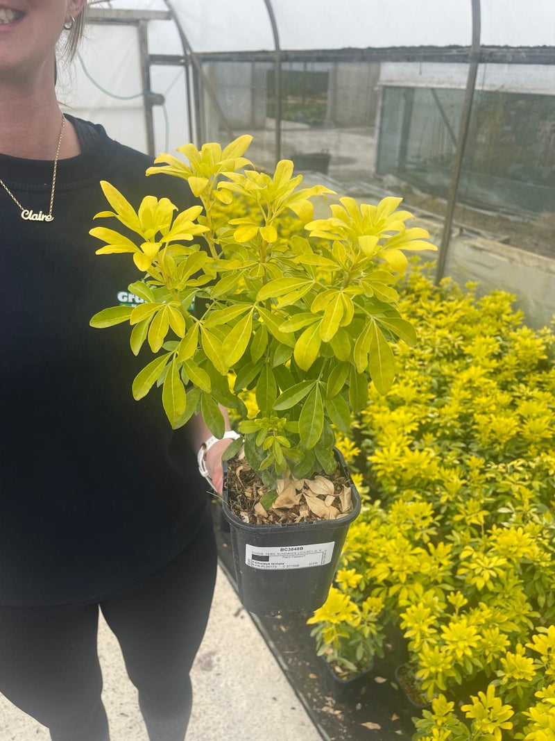 Choisya Ternata Sundance 1.3 Litre Pot