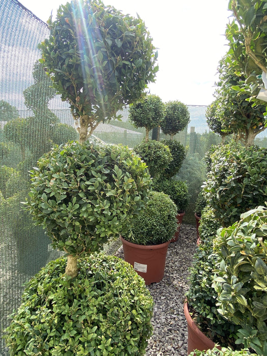 Buxus Sempervirens Trio-Ball Stack 12 Litre Pot