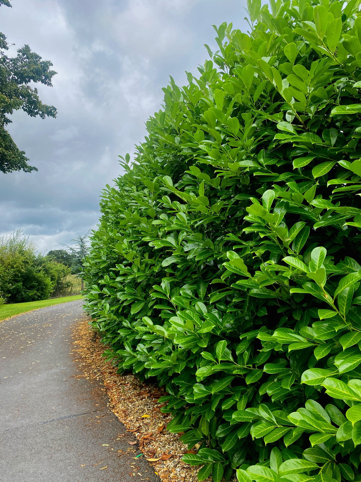 Cherry Laurel hedging 3-3.5m Super Wide Root Ball Pre-Order For October Delivery