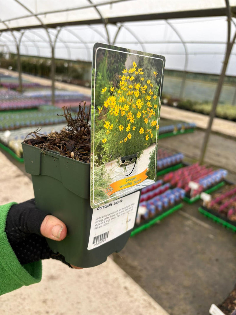 Coreopsis Zagreb 11cm Pot