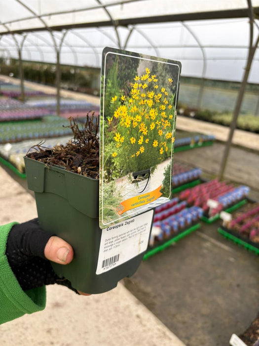 Coreopsis Zagreb 11cm Pot