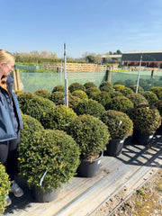 Yew Or Taxus Baccata Ball 60/65cm Pre Order/Ready For June