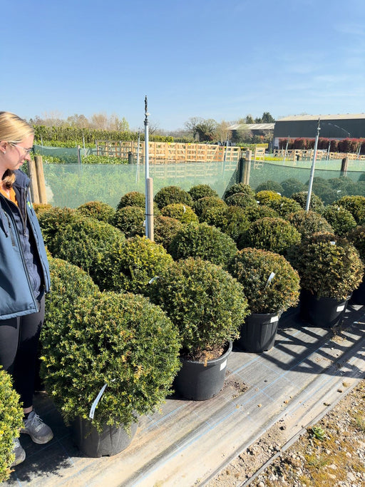 Yew Or Taxus Baccata Ball 60/65cm Pre Order/Ready For June