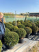 Yew Or Taxus Baccata Ball 60/65cm Pre Order/Ready For June