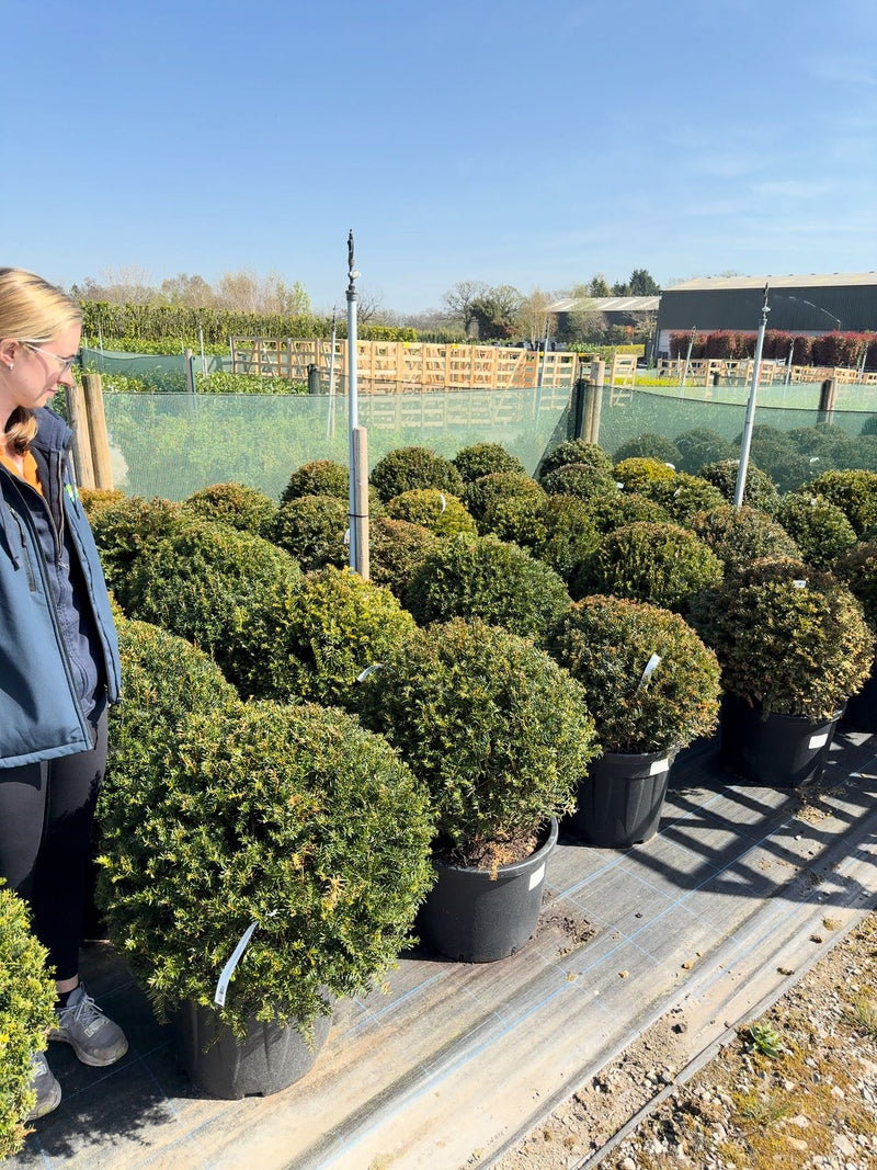Yew Or Taxus Baccata Ball 60/65cm