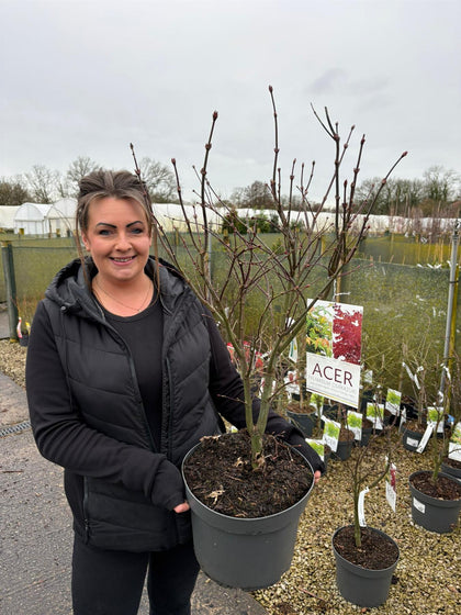 Acer Palmatum Osakazuki 10 Litre Pot