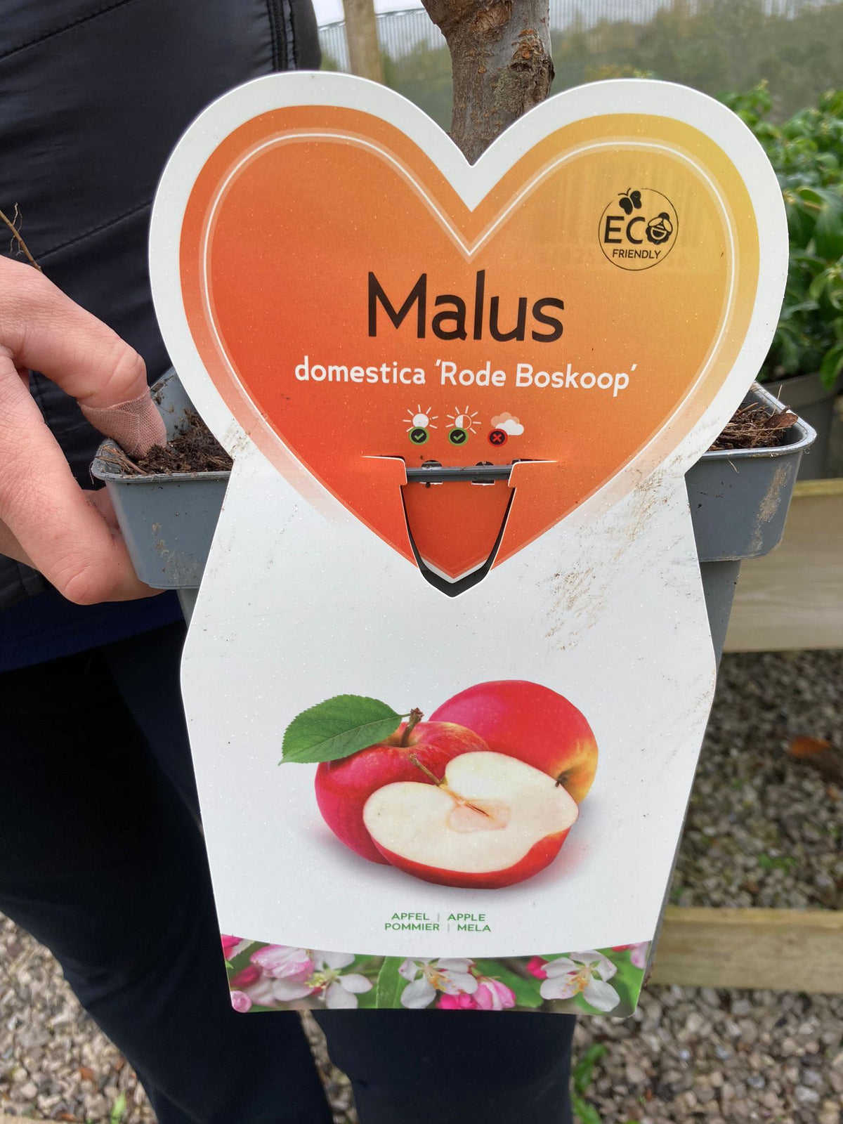 Apple Red Boskoop 5 Litre Pot Patio Fruit