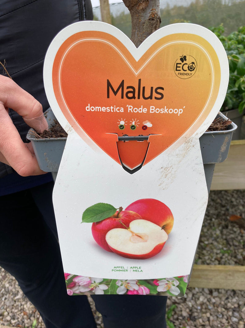 Apple Red Boskoop 5 Litre Pot Patio Fruit