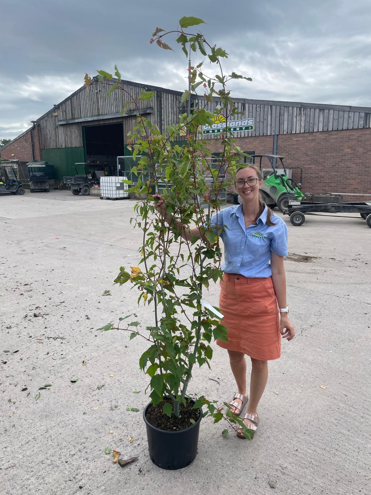 Acer Capillipes 20 Litre Pot 175/200cm