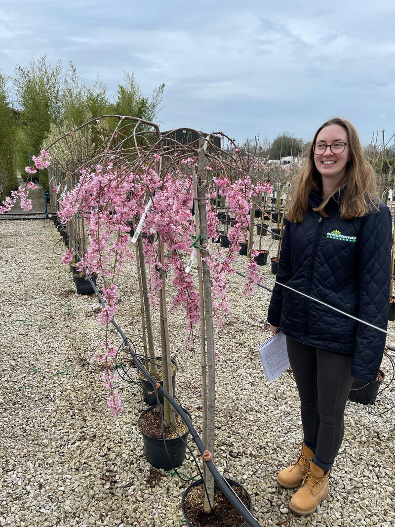 Prunus subhirtella Pendula Rubra Half Standard 10 Litre Pot
