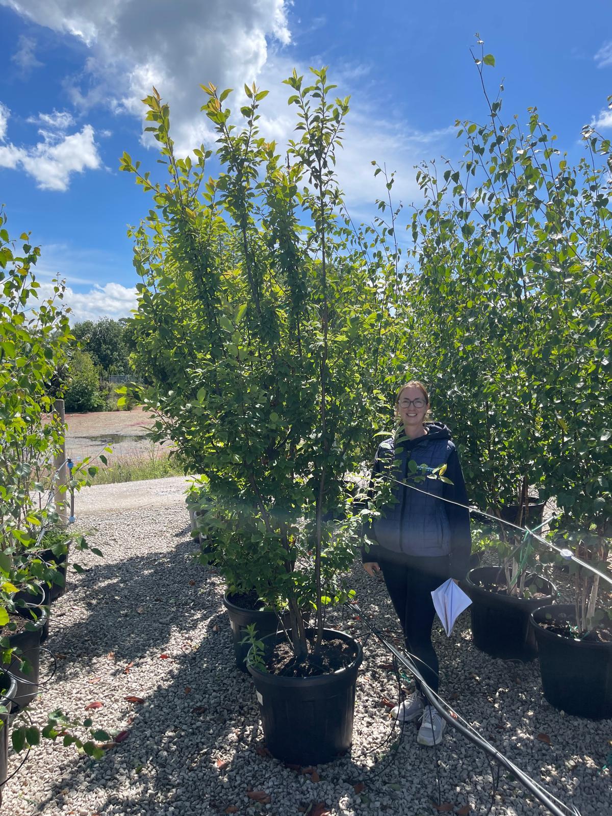 Prunus Padus Multi Stem 150/175cm Rootballed — Grasslands Nursery