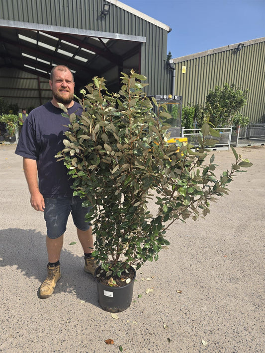 Elaeagnus x Ebbingei 20 Litre Pot 150/175cm