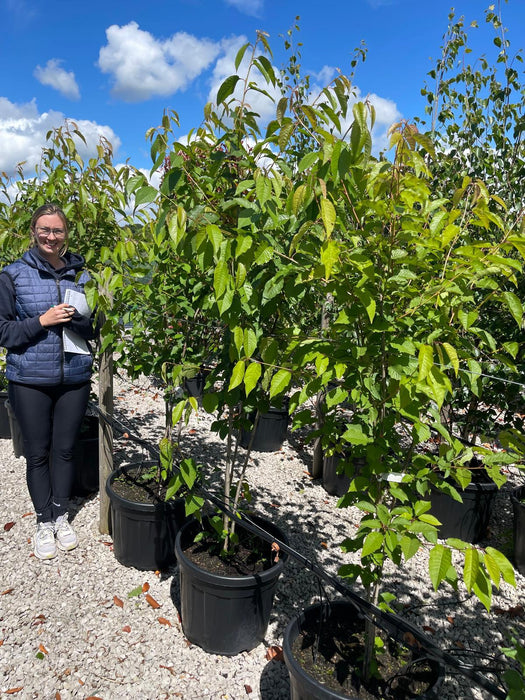 Prunus Avium Multi Stem 125/150cm Rootballed Delivery Jan/Feb