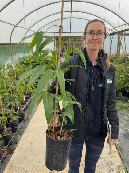 Clematis armandii  2 Litre Pot